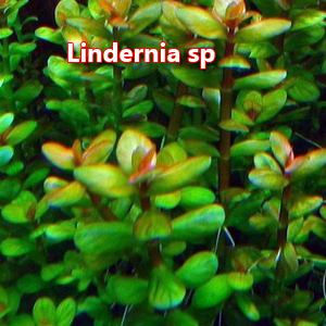 Lindernia sp